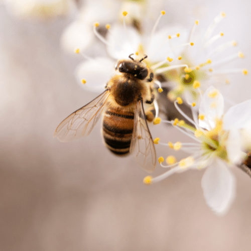 Soy Candles Vs Beeswax Candles - A bee rests on a white flower with yellow pollen